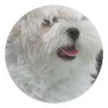 White Maltese Puppy Sticker