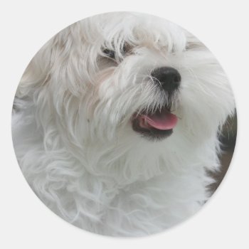 White Maltese Puppy Sticker by DogPoundGifts at Zazzle