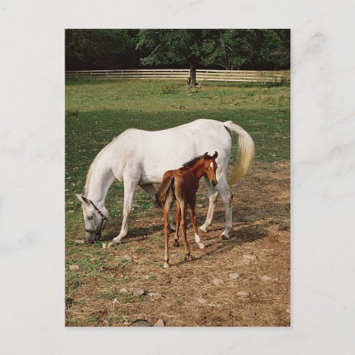 White Mare with Chestnut Foal Postcard