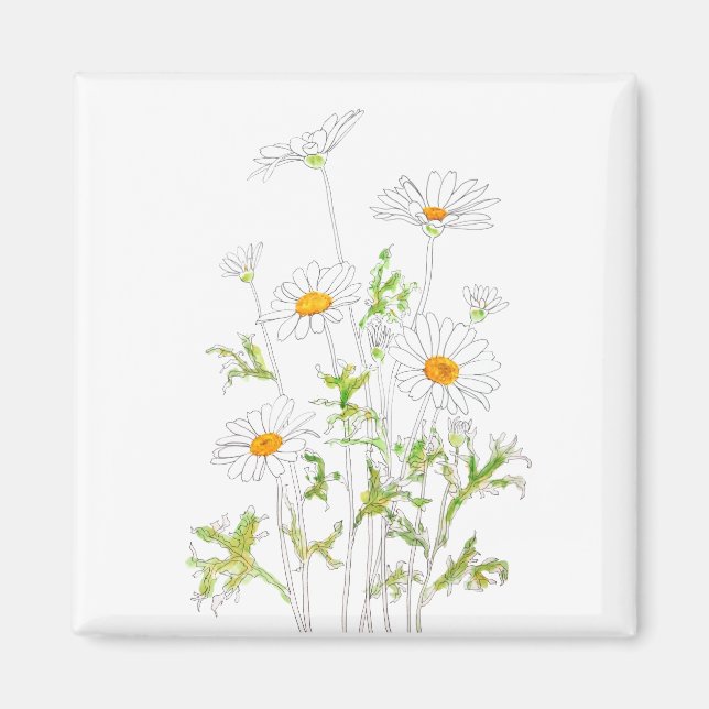 white Margaret daisy ink and watercolor Magnet (Front)