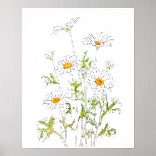 white Margaret daisy ink and watercolor Poster