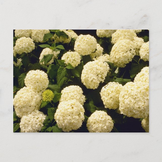 white Marigold flowers flowers Postcard (Front)