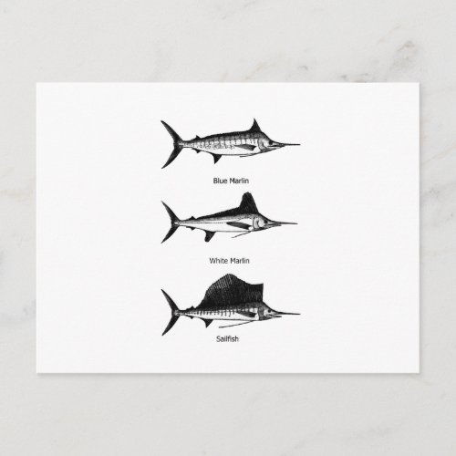 White Marlin _ Blue Marlin _ Sailfish Logo Postcard