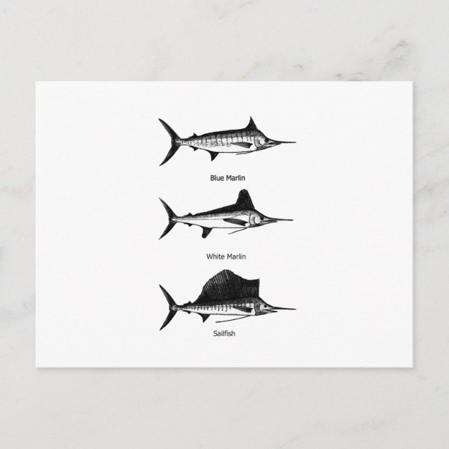 White Marlin - Blue Marlin - Sailfish Logo Postcard (Front)