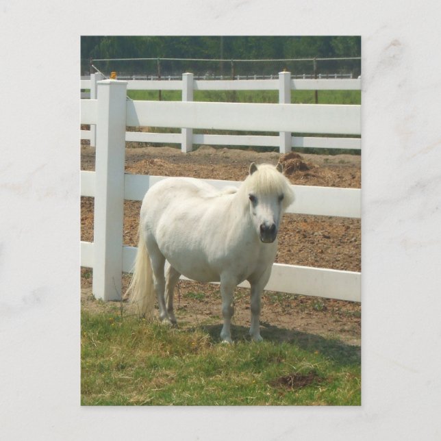 White miniature horse postcard (Front)