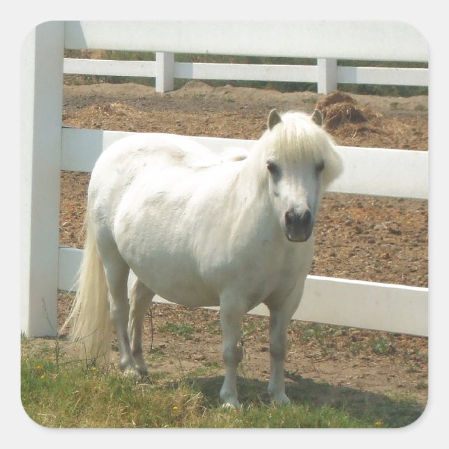 White Miniature horse Square Sticker (Front)