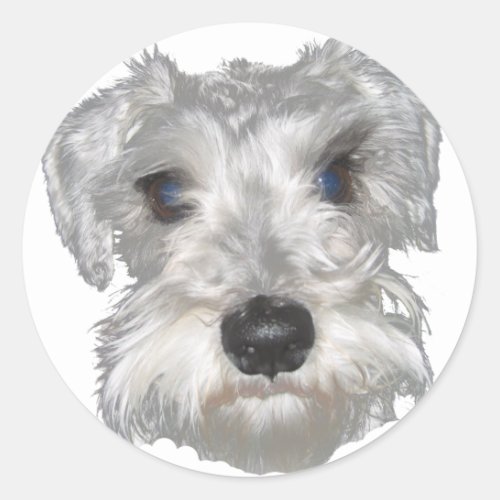 White Miniature Schnauzer Sticker