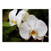 White Moon Orchid (Phalaenopsis Aphrodite) (Front Horizontal)
