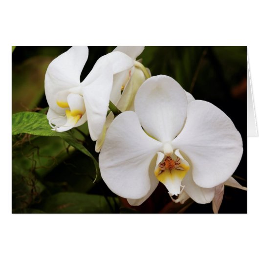 White Moon Orchid (Phalaenopsis Aphrodite) (Front Horizontal)