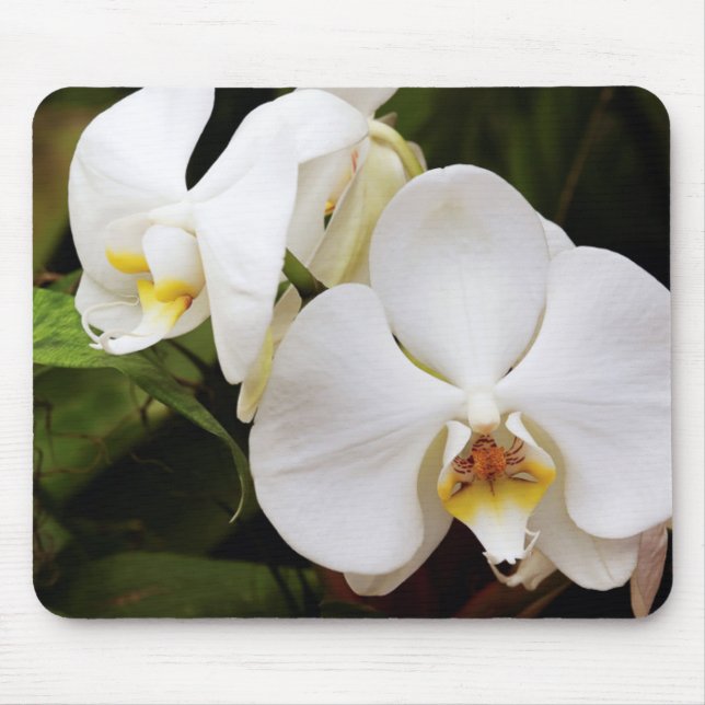 White Moon Orchid (Phalaenopsis Aphrodite) Mouse Pad (Front)