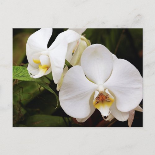 White Moon Orchid Phalaenopsis Aphrodite Postcard