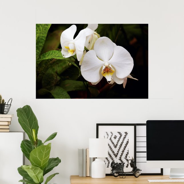 White Moon Orchid (Phalaenopsis Aphrodite) Poster | Zazzle
