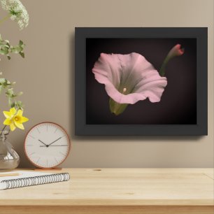 White Morning Glory Flower Close Up Framed Art