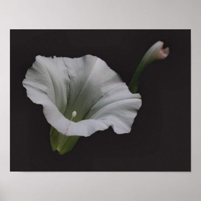 White Morning Glory Flower Close Up Poster (Front)