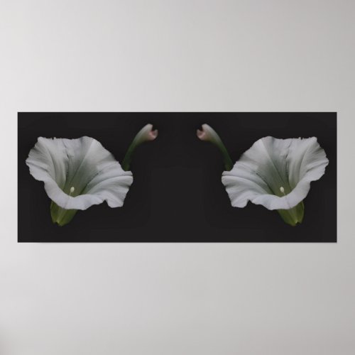 White Morning Glory Flower Mirror Abstract Poster