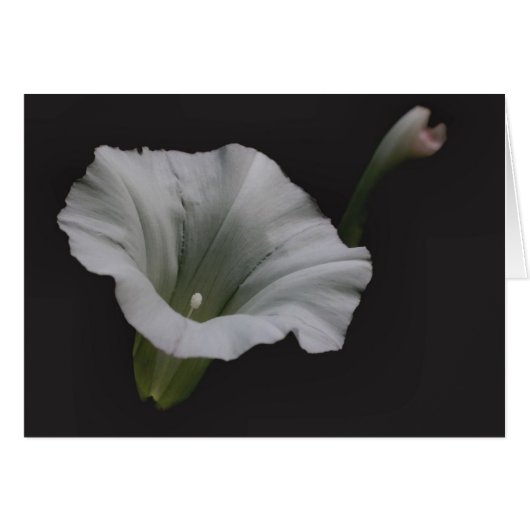 White Morning Glory Flower Photography Card (Front Horizontal)