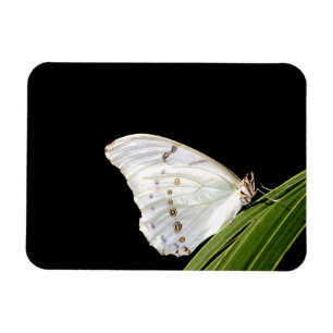 White morpho butterfly on leaf magnet