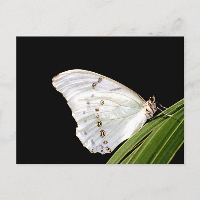 White Morpho butterfly on leaf Postcard (Front)