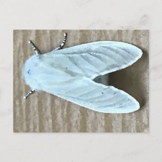 White Moth Bug  Postcard