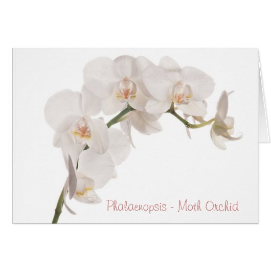 White Moth Orchid Cards (Front Horizontal)