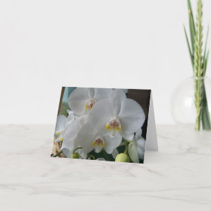 White Moth Orchids on a blank card