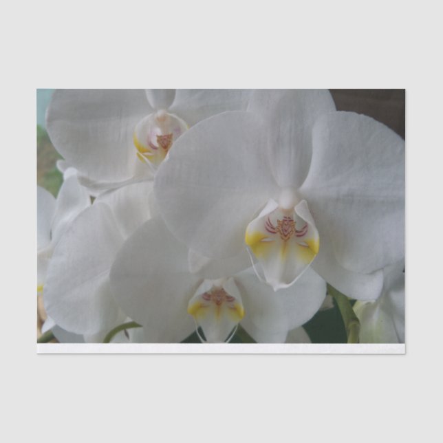White Moth Orchids on tissue paper (Front)
