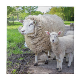 White mother sheep and lamb standing on road ceramic tile