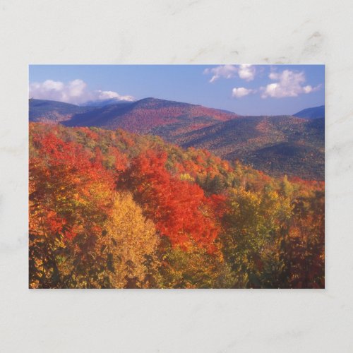 White Mountain Foliage Bear Notch Postcard