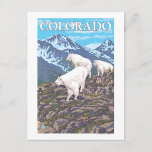 White Mountain Goat FamilyColorado Postcard
