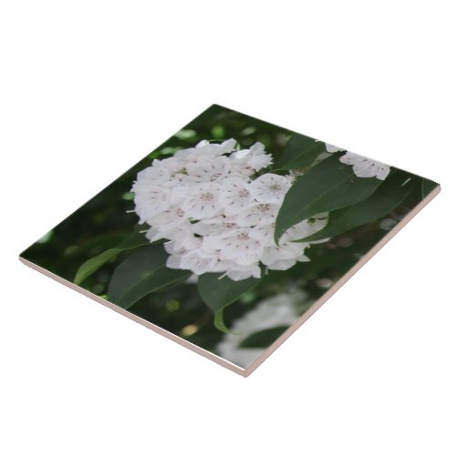 White Mountain Laurel Flowers Green Leaves Ceramic Tile