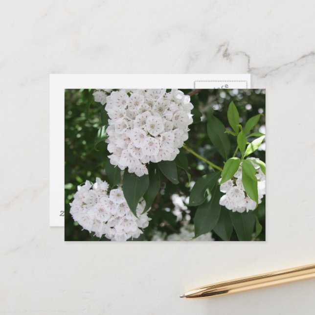 White Mountain Laurel Flowers Postcard (Front/Back In Situ)