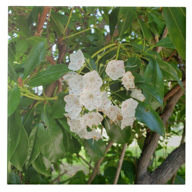 White Mountain Laurel Leaves at Sundown Ceramic Tile (Front)