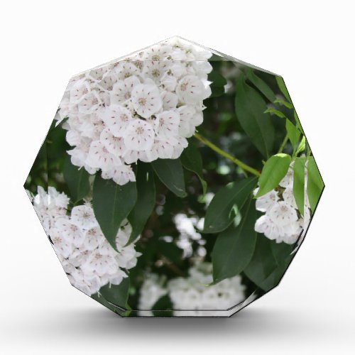 White Mountain Laurel Star Shaped Flowers Acrylic Award