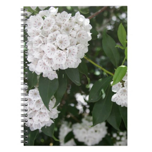 White Mountain Laurel Star Shaped Flowers Notebook