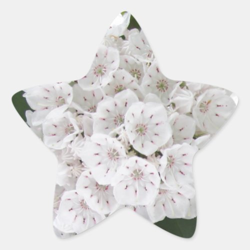 White Mountain Laurel Star Shaped Flowers Star Sticker