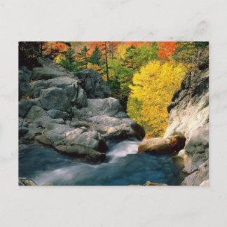 White Mountain National Forest, NH Postcard
