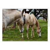 White Muddy Horses, (Front Horizontal)