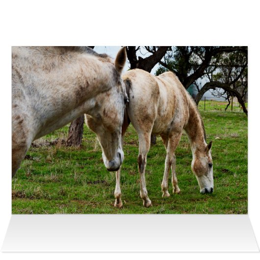 White Muddy Horses, (Inside Horizontal (Top))