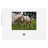 White Muddy Horses, (Back Horizontal)