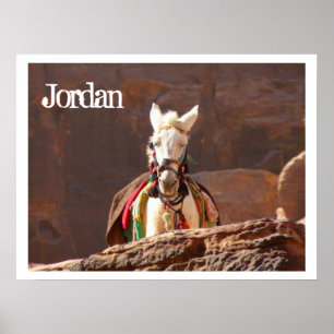 White Mule, Petra, Jordan Poster