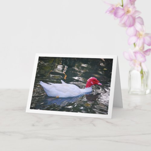 White Muscovy duck Card