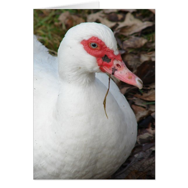 White Muscovy Hen Cards (Front)