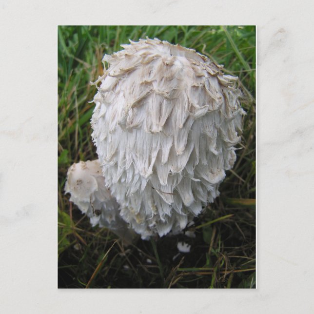White Mushroom Postcard (Front)