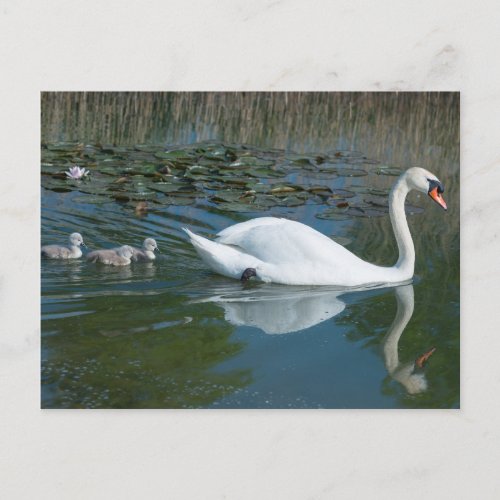 White mute swan with baby ducking cygnets lake postcard