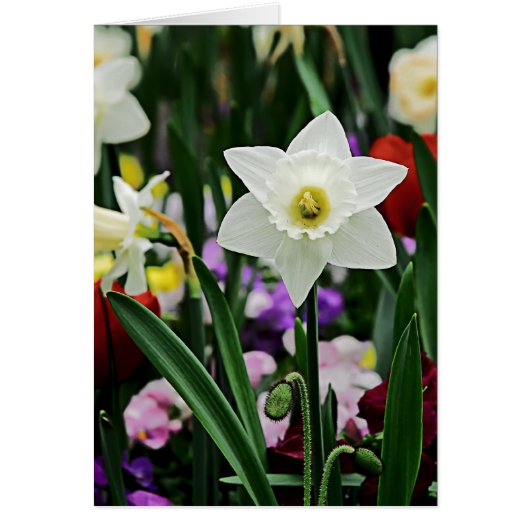 White Narcissus (Front)