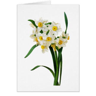 White Narcissus by Pierre-Joseph Redoute Cards