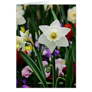 White Narcissus Cards