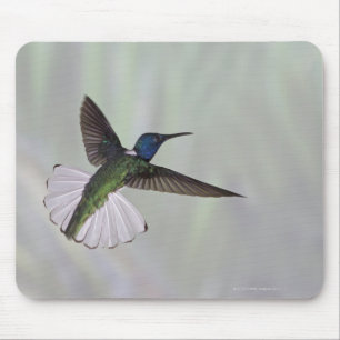 White-necked Jacobin Florisuga melivora Costa 2 Mouse Pad