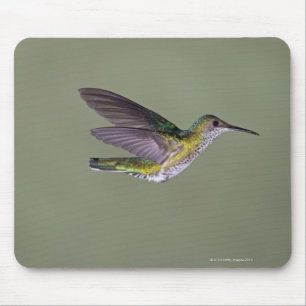 White-necked Jacobin Florisuga melivora Costa Mouse Pad