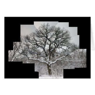 White Oak in Winter Cards